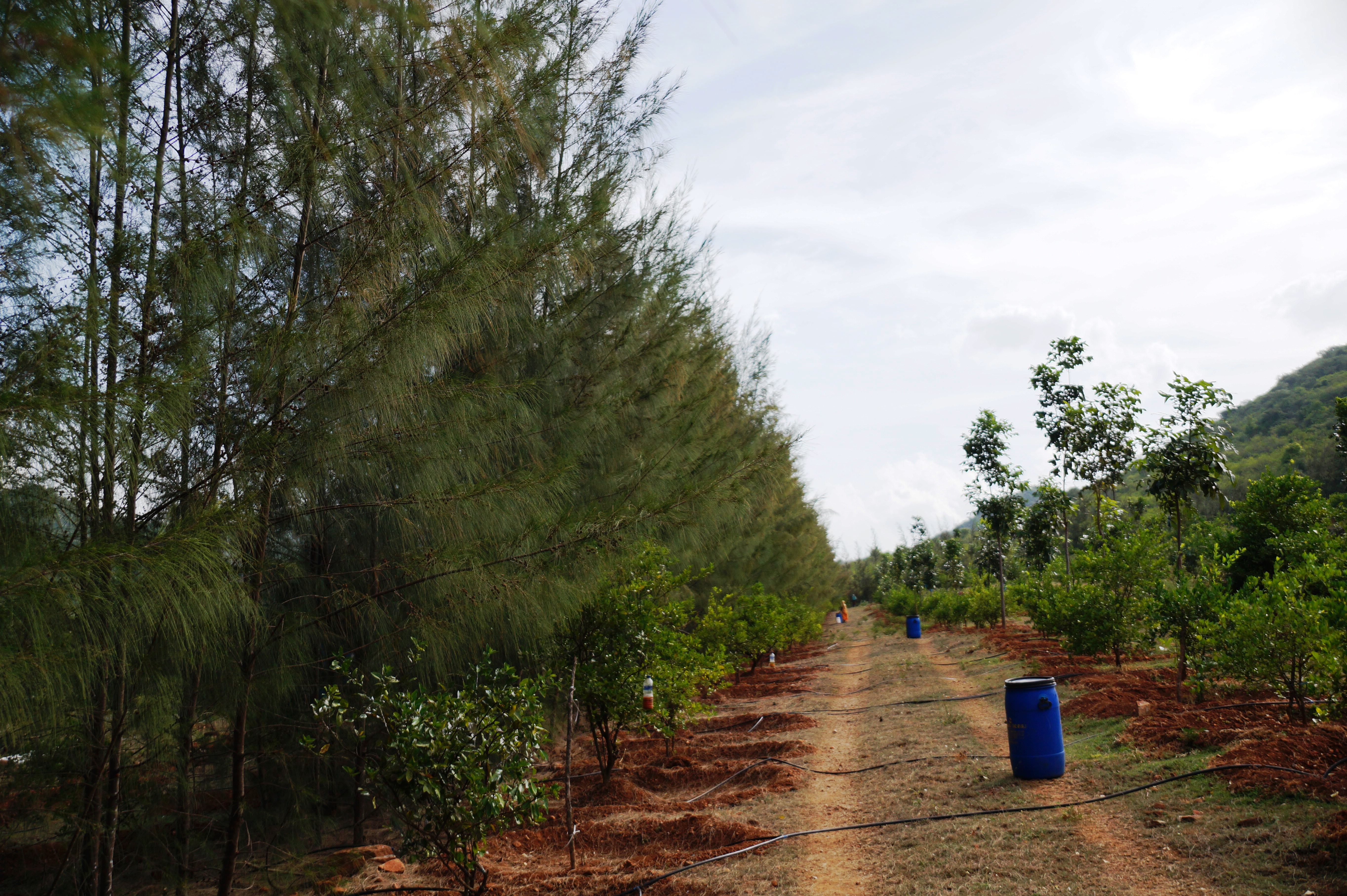 Windbreak clones of IFGTB in Lemon orchard Anaikatti 